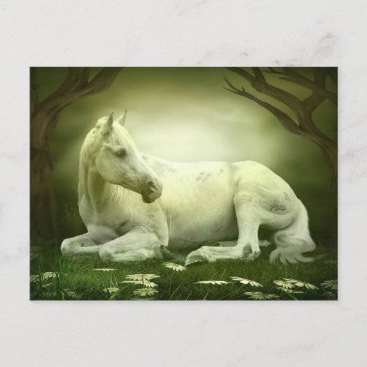 Carte Postale Cheval Arabe gris (Devant)
