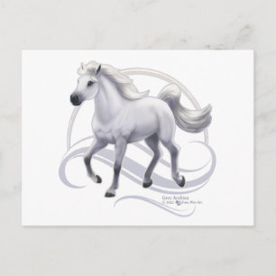 Carte Postale Cheval arabe gris