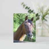 Carte Postale Cheval arabe polonais (Debout devant)