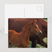 Carte Postale Cheval Arabe près de Mère (Devant / Derrière)