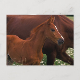 Carte Postale Cheval Arabe près de Mère