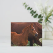 Carte Postale Cheval Arabe près de Mère (Debout devant)