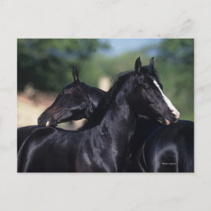 Carte Postale Cheval Arabe qui s'écroule