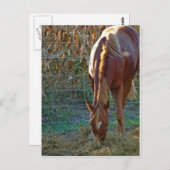 Carte Postale Cheval au coucher du soleil (Devant / Derrière)