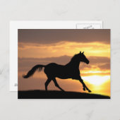 Carte Postale Cheval Au Coucher Du Soleil (Devant / Derrière)