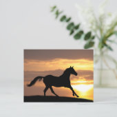 Carte Postale Cheval Au Coucher Du Soleil (Debout devant)