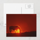Carte Postale Cheval au coucher du soleil rouge (Devant / Derrière)