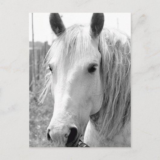 Carte Postale Cheval avec Herbe (Devant)