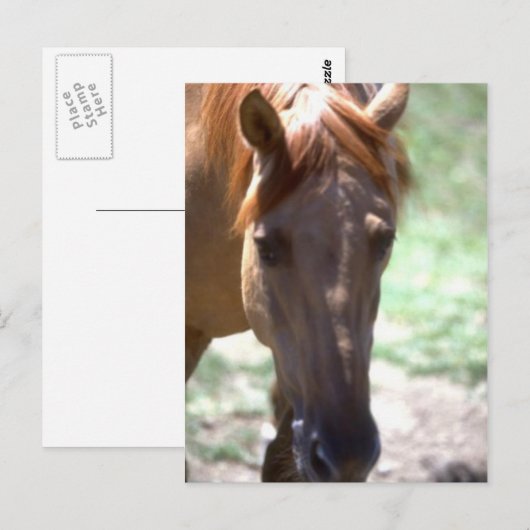 Carte Postale Cheval avec Mane (Devant / Derrière)