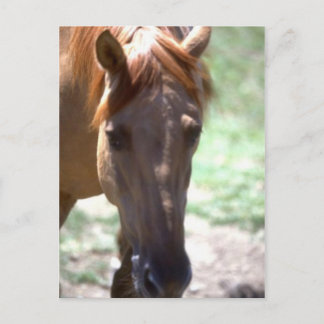 Carte Postale Cheval avec Mane