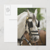 Carte Postale Cheval avec œillères (Devant / Derrière)