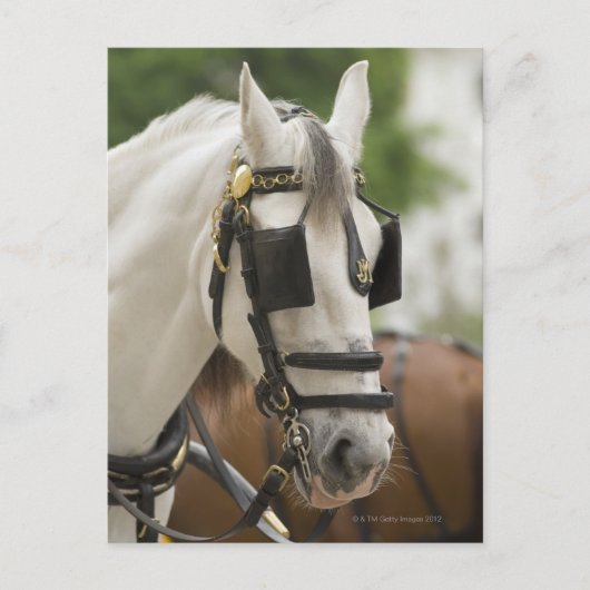 Carte Postale Cheval avec œillères (Devant)