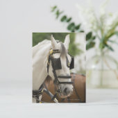 Carte Postale Cheval avec œillères (Debout devant)