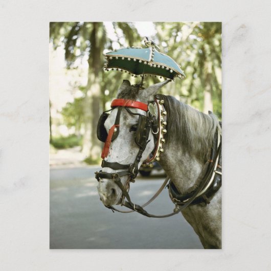 Carte Postale Cheval avec parasol, Madrid, Espagne (Devant)