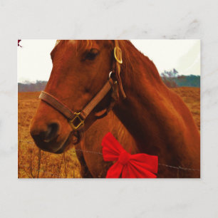 Carte Postale Cheval avec un ruban rouge