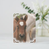 Carte postale Cheval Baby (Debout devant)