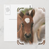 Carte postale Cheval Baby (Devant / Derrière)