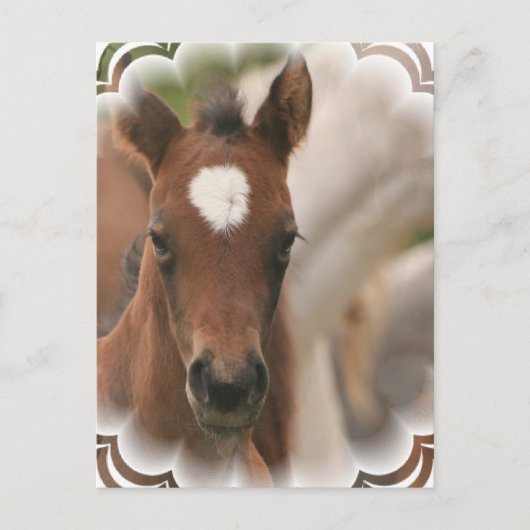 Carte postale Cheval Baby (Devant)