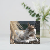 Carte postale Cheval bébé (Debout devant)