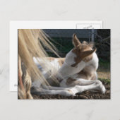 Carte postale Cheval bébé (Devant / Derrière)