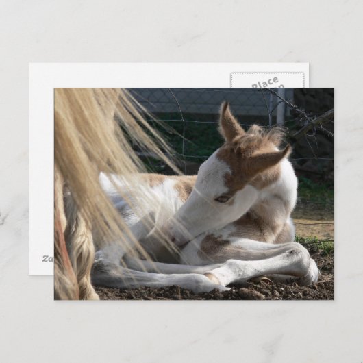 Carte postale Cheval bébé (Devant / Derrière)