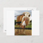 Carte Postale Cheval Belge, Vous Avez Des Carottes ? (Devant / Derrière)