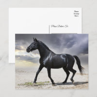 Cheval Black Stallion - Bonjour, Merci, Amour