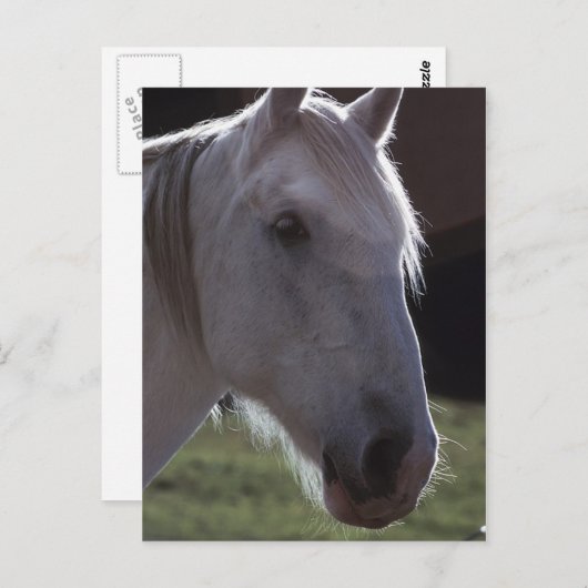 Carte Postale Cheval blanc (Devant / Derrière)