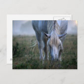 Carte Postale Cheval blanc (Devant / Derrière)