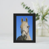 Carte postale Cheval Blanc (Debout devant)