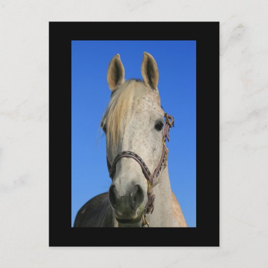 Carte postale Cheval Blanc (Devant)