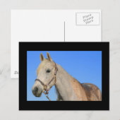 Carte postale Cheval Blanc (Devant / Derrière)