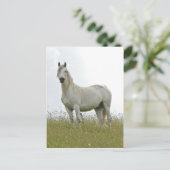 Carte Postale Cheval blanc (Debout devant)