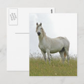 Carte Postale Cheval blanc (Devant / Derrière)