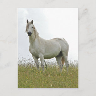 Carte Postale Cheval blanc