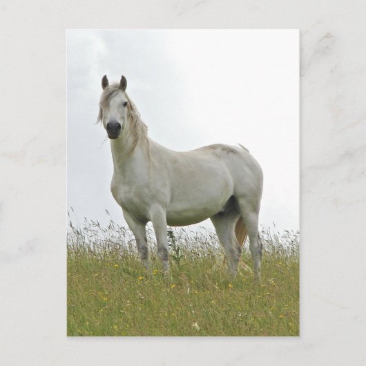 Carte Postale Cheval blanc (Devant)