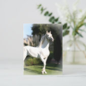 Carte postale Cheval Blanc (Debout devant)