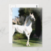 Carte postale Cheval Blanc (Devant / Derrière)