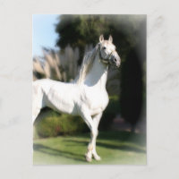 Carte postale Cheval Blanc