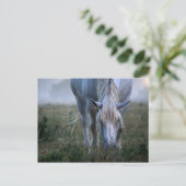 Carte Postale Cheval blanc (Debout devant)