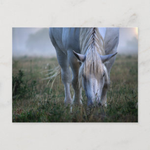 Carte Postale Cheval blanc
