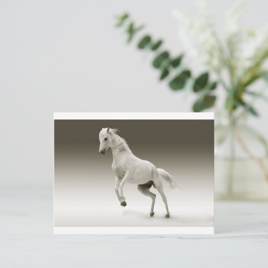 Carte Postale cheval blanc (Debout devant)