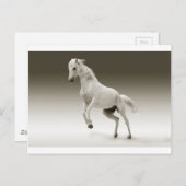 Carte Postale cheval blanc (Devant / Derrière)
