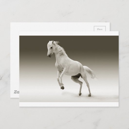 Carte Postale cheval blanc (Devant / Derrière)