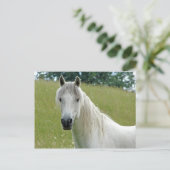 Carte Postale Cheval blanc (Debout devant)