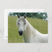 Carte Postale Cheval blanc (Devant / Derrière)