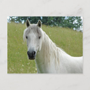 Carte Postale Cheval blanc