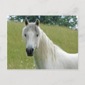 Carte Postale Cheval blanc (Devant)