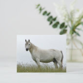 Carte Postale Cheval blanc (Debout devant)