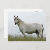 Carte Postale Cheval blanc (Devant / Derrière)